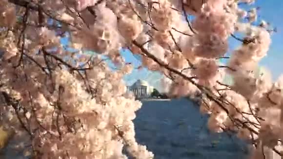 风和日丽的春日樱花视频的预览图