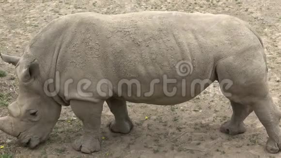 南方白犀牛野生动物濒危动物物种视频的预览图