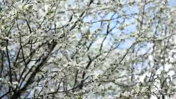 早春开花果树视频的预览图