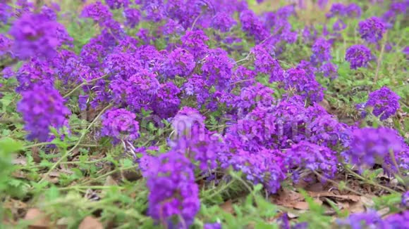 花园里盛开的蓝色花朵马鞭草x杂交种紫马鞭草同居地加那德兰花视频的预览图