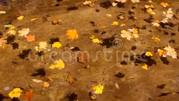 五颜六色的秋叶漂浮在透明的水面上视频的预览图