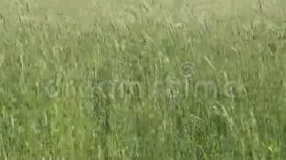 麦田的视频玉米的耳朵在微风中摇曳风在田野上摇动黑麦冬季作物高峰视频的预览图