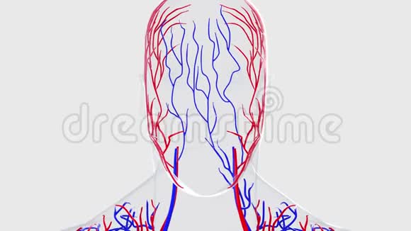解剖人体循环系统从头到脚电脑生成三维渲染血管科学视频的预览图