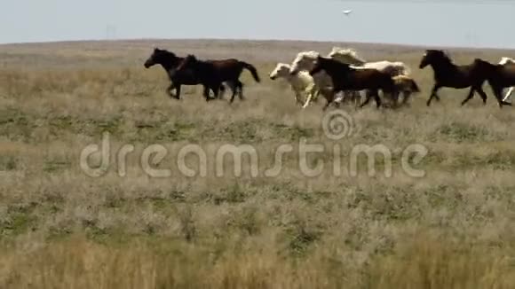 马在田野里奔跑视频的预览图