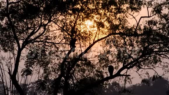 树上两只鹳鸟的剪影视频的预览图