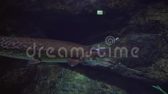 淡水水族馆里长鼻子的石榴漂浮物视频的预览图