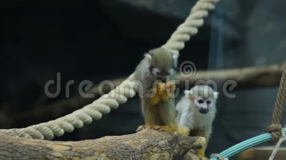 鸟舍里有两只松鼠猴子视频的预览图