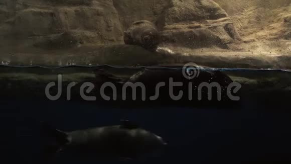 贝加尔湖海豹或贝加尔湖海豹或NerpaPusaSibirica录像视频的预览图