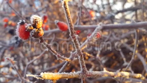 蔷薇胯冬霜雪视频的预览图