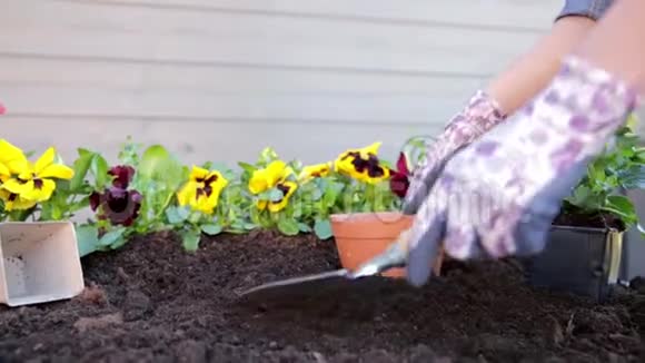 园丁用手在有泥土或泥土的花盆里种花园艺概念视频的预览图