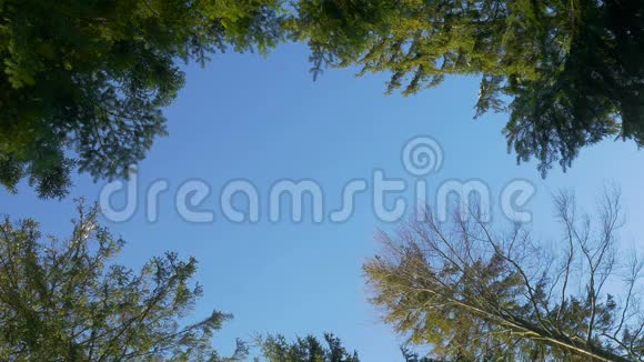 森林树木下的背景视频的预览图