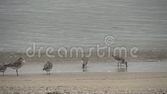 澳大利亚昆士兰州凯恩斯海岸的鸟视频的预览图