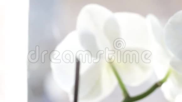 一大片白色兰花视频的预览图