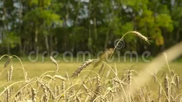 大联合收割机收割小麦作物摄像机的焦点在小麦上在昏暗的背景下组合阳光明媚视频的预览图
