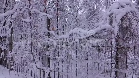 冬天森林里的铁栅栏野葡萄视频的预览图
