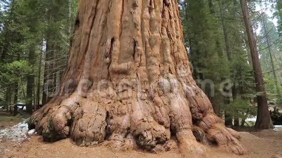 红杉国家公园的巨杉视频的预览图