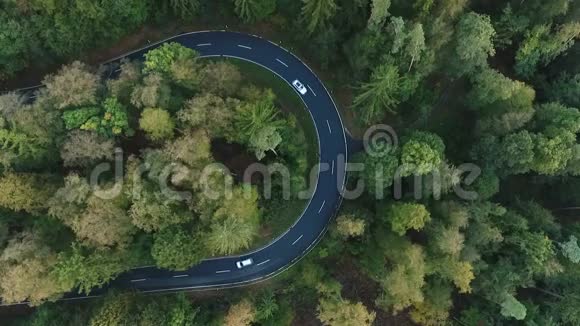 森林中的道路曲线视频的预览图
