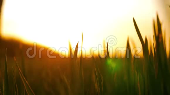 日落时分一个田里的农夫手里拿着庄稼年轻的农民在田间检查小麦作物视频的预览图