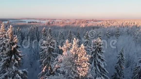 日落时有雪树的冬林视频的预览图