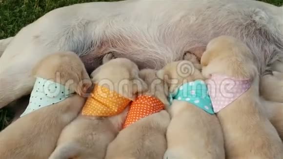 一群刚出生的拉布拉多猎犬幼犬视频的预览图