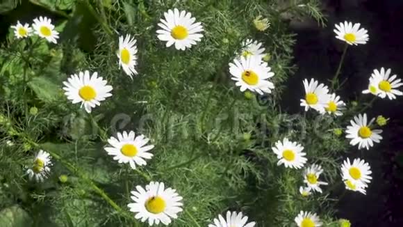 制药公司洋甘菊有香味的梅草在田边盛开视频的预览图