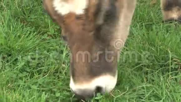 牛吃草新西兰南岛视频的预览图