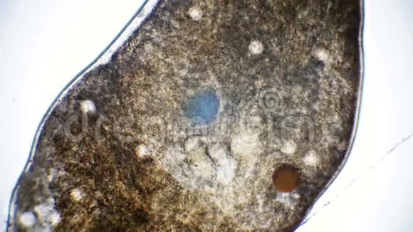 活体水蛭虫体在显微镜下视频的预览图