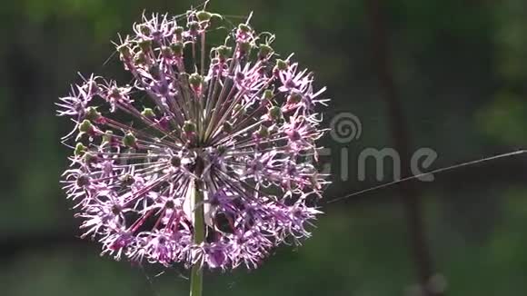 洋葱装饰allium花序球的奇迹紫色的花序视频的预览图