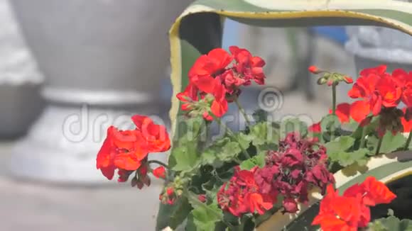 城市花坛里的红色小花随风摆动视频的预览图