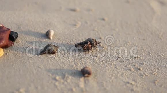 士兵螃蟹从贝壳里出来沿着海滩背景视频的预览图