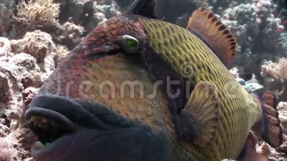 特写牙形鱼泰坦三角鱼水下红海视频的预览图