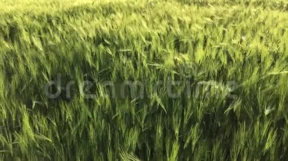 绿色的麦秆在风中飘扬天然麦田晴天有云的自然麦田视频的预览图