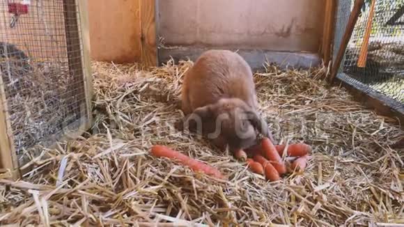 布朗可爱的兔子在兔子窝里吃新鲜的胡萝卜视频的预览图