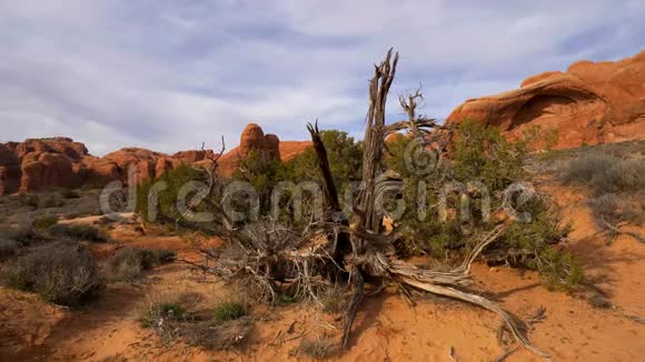 犹他州沙漠中的拱门国家公园的干燥植被视频的预览图