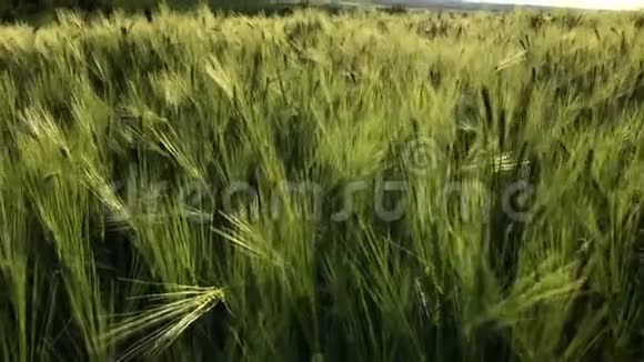 绿色的麦秆在风中飘扬天然麦田晴天有云的自然麦田视频的预览图