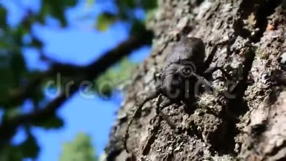 长角甲虫爬在橡树上视频的预览图