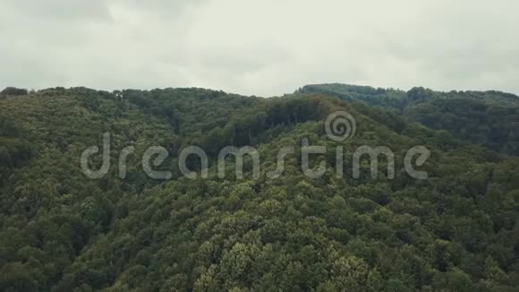 空中观景台飞过美丽的松林景观全景镜头向前移动视频的预览图