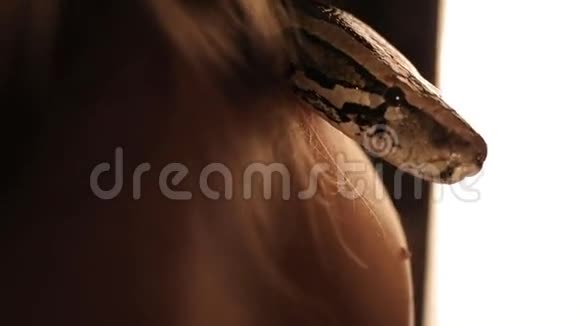 蟒蛇从他的肩膀看着女孩视频的预览图