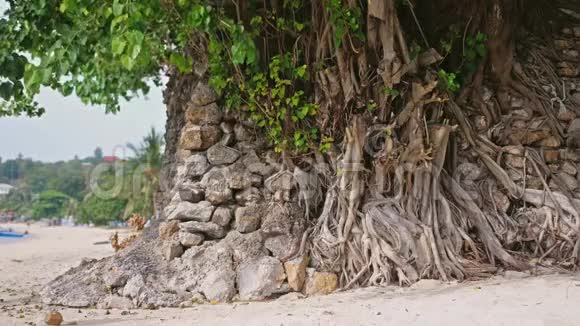 在热带海滩的岸边生长着孤独的树木慢动作3840x2160视频的预览图