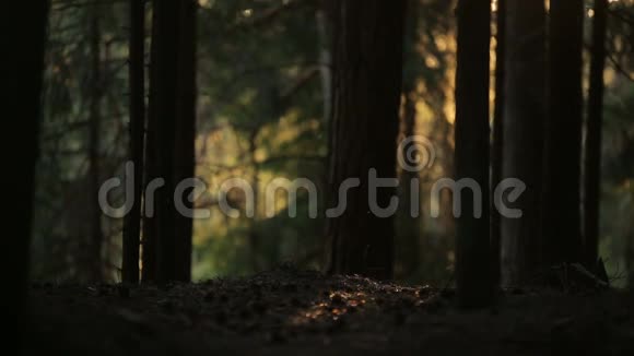 神秘的森林在阳光下喷涌着彩虹视频的预览图