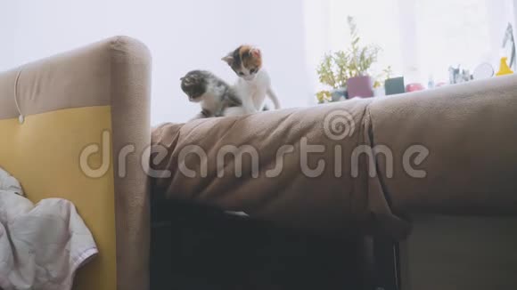 猫的生活方式试图摆脱沙发慢动作视频小猫玩概念两只小猫和一只猫视频的预览图