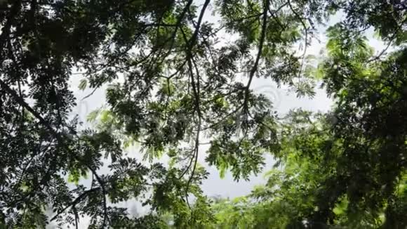 4K青绿雨林树阳光照射广场公园景观理念为春季户外夏季森林阳光运动视频的预览图