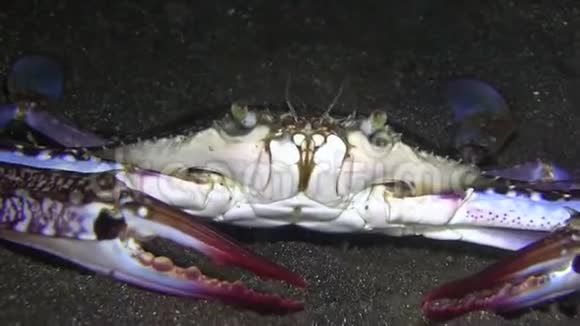 伦贝海峡夜间沙中的血斑游蟹视频的预览图