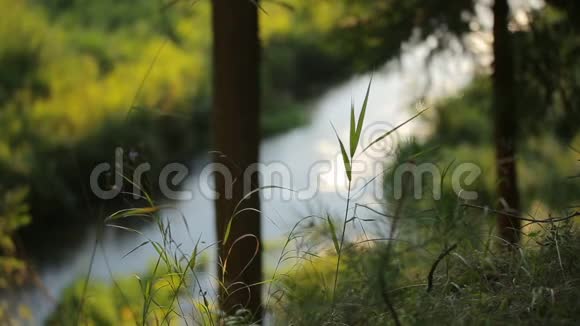 一条流动的河流在夏季神秘的森林中滑行的模糊图像视频的预览图