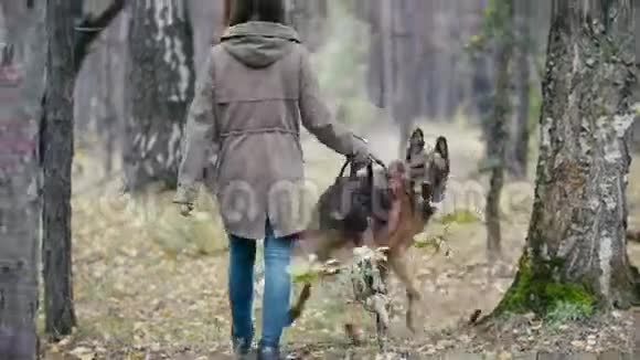 年轻女子和她的宠物德国牧羊犬在秋林中漫步后景视频的预览图