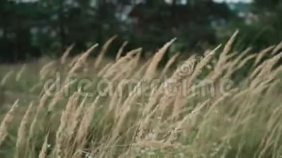 美丽的野草在田野里随风飘荡4K视频的预览图