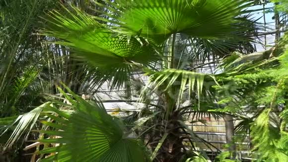 植物园里绿棕榈树和针叶树视频的预览图