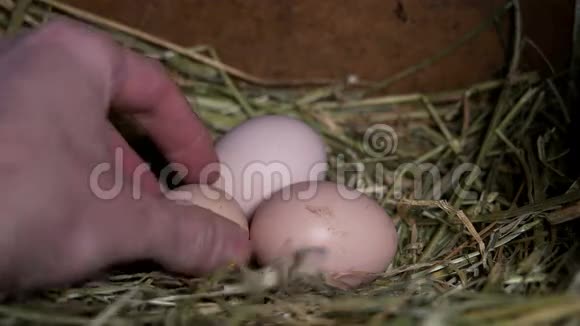 男人把鸡蛋放在鸡舍里视频的预览图