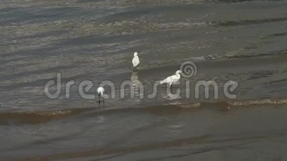 小白鹭沿着黄浦江畔散步在阳光明媚的日子里寻找食物慢动作4K视频视频的预览图