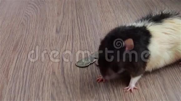 孩子手给老鼠一些奶酪黑白滑稽老鼠坐在硬币上美国视频的预览图